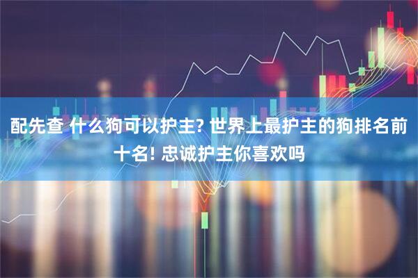 配先查 什么狗可以护主? 世界上最护主的狗排名前十名! 忠诚护主你喜欢吗